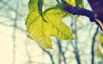 hello-php placeholder image from picsum.photos